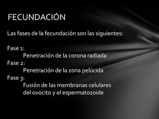 FECUNDACIÓN
Las fases de la fecundación son las siguientes:

Fase 1:
      Penetración de la corona radiada
Fase 2:
      Penetración de la zona pelúcida
Fase 3:
      Fusión de las membranas celulares
      del ovocito y el espermatozoide
 