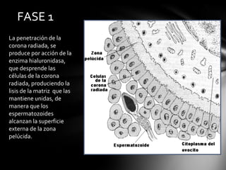 FASE 1
La penetración de la
corona radiada, se
produce por acción de la
enzima hialuronidasa,
que desprende las
células de la corona
radiada, produciendo la
lisis de la matriz que las
mantiene unidas, de
manera que los
espermatozoides
alcanzan la superficie
externa de la zona
pelúcida.
 