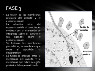 FASE 3
•   La fusión de las membranas
    celulares del ovocito y el
    espermatozoide
•   La    adhesión     inicial del
    espermatozoide al ovocito es
    mediada por la interacción de
    integrinas sobre el ovocito y
    sus     ligandos    sobre    el
    espermatozoide.
•   Se fusionan las membranas
    plasmáticas, la membrana que
    cubre      el   capuchón    ha
    desaparecido.
•   La fusión se produce entre la
    membrana del ovocito y la
    membrana que cubre la región
    posterior del espermatozoide.
 