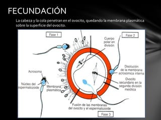 FECUNDACIÓN
 La cabeza y la cola penetran en el ovocito, quedando la membrana plasmática
 sobre la superficie del ovocito.
 