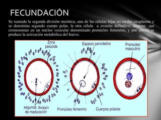 FECUNDACIÓN
Se reanuda la segunda división meiótica, una de las células hijas no recibe citoplasma y
se denomina segundo cuerpo polar, la otra célula u ovocito definitivo, dispone sus
cromosomas en un núcleo vesicular denominado pronúcleo femenino, y por ultimo se
produce la activación metabólica del huevo.
 