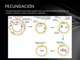 FECUNDACIÓN
El espermatozoide avanza hasta quedar muy cerca del pronúcleo femenino, su
núcleo se hincha y forma el pronúcleo masculino.
 