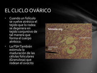 EL CLICLO OVÁRICO
•   Cuando un folículo
    se vuelve atrésico el
    tejido que lo rodea
    se degenera en
    tejido conjuntivo de
    tal manera que
    forma el cuerpo
    atrésico.
•   La FSH También
    estimula la
    maduración de las
    células foliculares
    (Granulosa) que
    rodean el ovocito
 