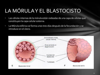 LA MÓRULA Y EL BLASTOCISTO
•   Las células internas de la mórula están rodeadas de una capa de células que
    constituyen la capa celular externa.
•   La Mórula esférica se forma unos tres días después de la fecundación y se
    introduce en el útero.
 