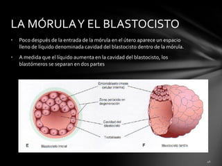 LA MÓRULA Y EL BLASTOCISTO
•   Poco después de la entrada de la mórula en el útero aparece un espacio
    lleno de líquido denominada cavidad del blastocisto dentro de la mórula.
•   A medida que el líquido aumenta en la cavidad del blastocisto, los
    blastómeros se separan en dos partes
 