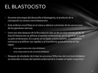 EL BLASTOCISTO
• Durante esta etapa del desarrollo o blastogenia, el producto de la
  concepción se conoce como blastocisto.
• Este embrion incial flota en el utero y obtiene nutrientes de las secreciones
  de las glandulas uterinas.
• Unos seis dias despues de la fecundación (día 20 de un ciclo menstrual de 28
  dias) El blastocisto se adhiere al epitelio endometrial, por lo general cerca de
  su polo embrionario. En cuanto se ha fijado a dicho epitelio, el trofoblasto
  comienza a proliferar con rapidez y se transforma gradualmente en dos
  capas:
     •   Una capa interna de citotrofoblasto
     •   Una masa externa de sincitiotrofoblasto

• Despues de alrededor de 6 dias los procesos filiformes del sincitiotrofoblasto
  se extienden a traves del epitelio endometrial e invaden el tejido conjuntivo.
 
