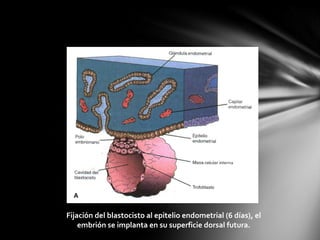 Fijación del blastocisto al epitelio endometrial (6 días), el
    embrión se implanta en su superficie dorsal futura.
 