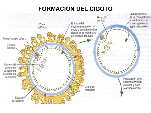 Cuanto Tarda En Formarse El Cigoto es.slideshare.net