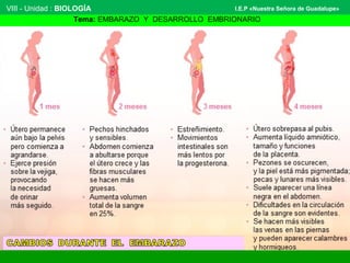VIII - Unidad : BIOLOGÍA 
I.E.P «Nuestra Señora de Guadalupe» 
Tema: EMBARAZO Y DESARROLLO EMBRIONARIO 
 