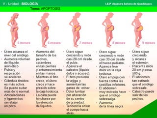 V - Unidad : BIOLOGÍA 
Tema: APOPTOSIS 
I.E.P «Nuestra Señora de Guadalupe» 
 