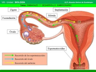 VIII - Unidad : BIOLOGÍA 
I.E.P «Nuestra Señora de Guadalupe» 
Tema: EMBARAZO Y DESARROLLO EMBRIONARIO 
 