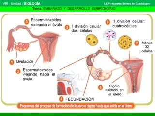 VIII - Unidad : BIOLOGÍA 
I.E.P «Nuestra Señora de Guadalupe» 
Tema: EMBARAZO Y DESARROLLO EMBRIONARIO 
Espermatozoides 
rodeando al óvulo I división celular 
Ovulación 
Espermatozoides 
viajando hacia el 
óvulo 
dos células 
II división celular: 
cuatro células 
Mórula 
32 
células 
Cigoto 
anidado en 
el útero 
FECUNDACIÓN 
 