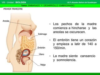 VIII - Unidad : BIOLOGÍA 
I.E.P «Nuestra Señora de Guadalupe» 
Tema: EMBARAZO Y DESARROLLO EMBRIONARIO 
- Los pechos de la madre 
comienza a hincharse y las 
areolas se oscurecen. 
- El embrión tiene un corazón 
y empieza a latir de 140 a 
150/min. 
- La madre siente cansancio 
y somnolencia. 
 
