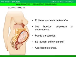 VIII - Unidad : BIOLOGÍA 
I.E.P «Nuestra Señora de Guadalupe» 
Tema: EMBARAZO Y DESARROLLO EMBRIONARIO 
- El útero aumenta de tamaño. 
- Los huesos empiezan a 
endurecerse. 
- Puede oír sonidos. 
- Se puede definir el sexo. 
- Aparecen las uñas. 
 