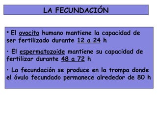 LA FECUNDACIÓN


• El ovocito humano mantiene la capacidad de
ser fertilizado durante 12 a 24 h
• El espermatozoide mantiene su capacidad de
fertilizar durante 48 a 72 h
• La fecundación se produce en la trompa donde
el óvulo fecundado permanece alrededor de 80 h
 