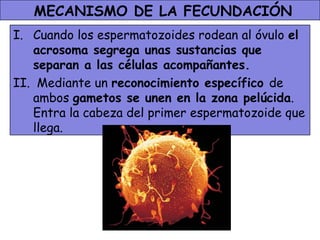 MECANISMO DE LA FECUNDACIÓN
I. Cuando los espermatozoides rodean al óvulo el
   acrosoma segrega unas sustancias que
   separan a las células acompañantes.
II. Mediante un reconocimiento específico de
   ambos gametos se unen en la zona pelúcida.
   Entra la cabeza del primer espermatozoide que
   llega.
 
