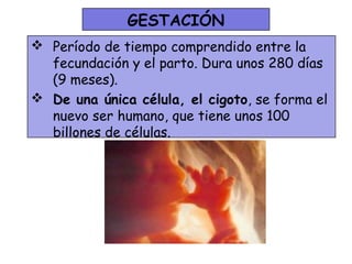 GESTACIÓN
 Período de tiempo comprendido entre la
  fecundación y el parto. Dura unos 280 días
  (9 meses).
 De una única célula, el cigoto, se forma el
  nuevo ser humano, que tiene unos 100
  billones de células.
 