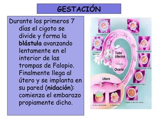 GESTACIÓN
Durante los primeros 7
   días el cigoto se
   divide y forma la
   blástula avanzando
   lentamente en el
   interior de las
   trompas de Falopio.
   Finalmente llega al
   útero y se implanta en
   su pared (nidación):
   comienza el embarazo
   propiamente dicho.
 