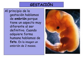 GESTACIÓN
Al principio de la
    gestación hablamos
    de embrión porque
    tiene un aspecto muy
    diferente al ser
    definitivo. Cuando
    adquiere forma
    humana hablamos de
    feto. En la imagen un
    embrión de 2 meses.
 