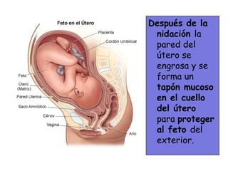 Después de la
 nidación la
 pared del
 útero se
 engrosa y se
 forma un
 tapón mucoso
 en el cuello
 del útero
 para proteger
 al feto del
 exterior.
 