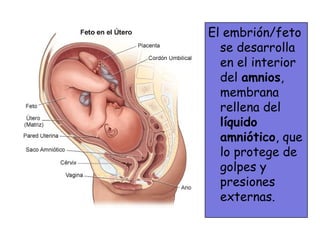 El embrión/feto
  se desarrolla
  en el interior
  del amnios,
  membrana
  rellena del
  líquido
  amniótico, que
  lo protege de
  golpes y
  presiones
  externas.
 