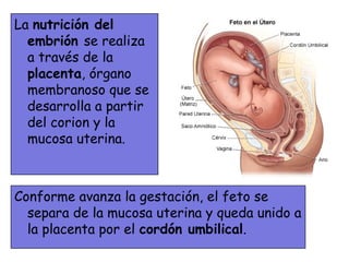 La nutrición del
  embrión se realiza
  a través de la
  placenta, órgano
  membranoso que se
  desarrolla a partir
  del corion y la
  mucosa uterina.



Conforme avanza la gestación, el feto se
  separa de la mucosa uterina y queda unido a
  la placenta por el cordón umbilical.
 