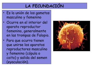 LA FECUNDACIÓN
• Es la unión de los gametos
  masculino y femenino
• Ocurre en el interior del
  aparato reproductor
  femenino, generalmente
  en las trompas de Falopio.
• Para que ocurra tienen
  que unirse los aparatos
  reproductores masculino
  y femenino (cópula o
  coito) y salida del semen
  (eyaculación).
 