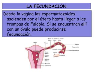 LA FECUNDACIÓN
Desde la vagina los espermatozoides
 ascienden por el útero hasta llegar a las
 trompas de Falopio. Si se encuentran allí
 con un óvulo puede producirse
 fecundación.
 