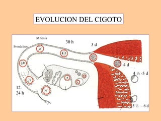 EVOLUCION DEL CIGOTO 12- 24 h Pronúcleos Mitosis 30 h 3 d 4 d 4 ½ -5 d 5 ½  – 6 d 