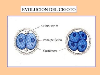 blastómera cuerpo polar zona pelúcida EVOLUCION DEL CIGOTO 