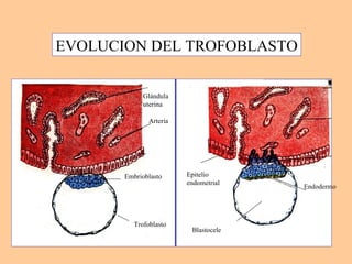 EVOLUCION DEL TROFOBLASTO Glándula uterina Arteria Epitelio endometrial Embrioblasto Trofoblasto Endodermo Blastocele 