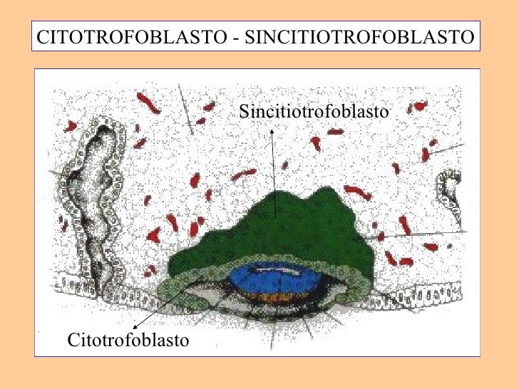 Resultado de imagen para sincitiotrofoblasto