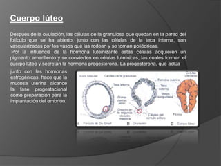 Transporte del ovocito