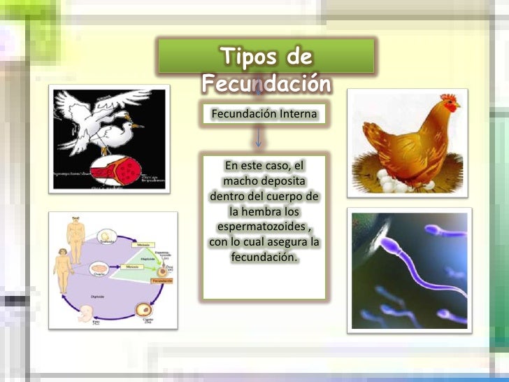 Fecundacion