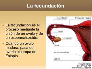 La fecundación


   La fecundación es el
    proceso mediante la
    unión de un óvulo y de
    un espermatozoide.
   Cuando un óvulo
    madura, pasa del
    ovario ala tropa de
    Falopio.
 