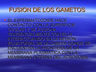FUSION DE LOS GAMETOS
 EL ESPERMATOZOIDE HACE
  CONTACTO CON LA SUPERFICIE
  OVULAR Y SE FUSIONA
  TANGENCIALMENTE CON ELLA
  INTERACTUANDO EN LA REGIÓN
  ECUATORIAL DE LA CABEZA DONDE SE
  ENCUENTRA LA FRONTERA DE LA
  MEMBRANA PLASMATICA CON LA
  MEMBRANA INTERNA DEL ACROSOMA
 