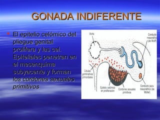 GONADA INDIFERENTE
 El epitelio celómico del
  pliegue genital
  prolifera y las cel.
  Epiteliales penetran en
  el mesenquima
  subyacente y forman
  los cordones sexuales
  primitivos
 