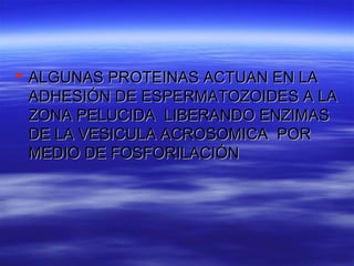  ALGUNAS PROTEINAS ACTUAN EN LA
  ADHESIÓN DE ESPERMATOZOIDES A LA
  ZONA PELUCIDA LIBERANDO ENZIMAS
  DE LA VESICULA ACROSOMICA POR
  MEDIO DE FOSFORILACIÓN
 