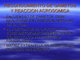 RECONOCIMIENTO DE GAMETOS
  Y REACCION ACROSOMICA
 ENCUENTRO DE GAMETOS DEBE
  REALIZARSE EN LA REGIÓN AMPULAR
  DE LA TUBA.
 AL ACERCARSE EL OVOCITO A LOS
  ESPERMETOZOIDES PRIMERO HACEN
  CONTACTO CON LAS CÉLULAS
  FOLICULARES
 MATRIZ EXTRACELULAR ACOMPAÑADA
  DE ACIDO HIALURONICO
 