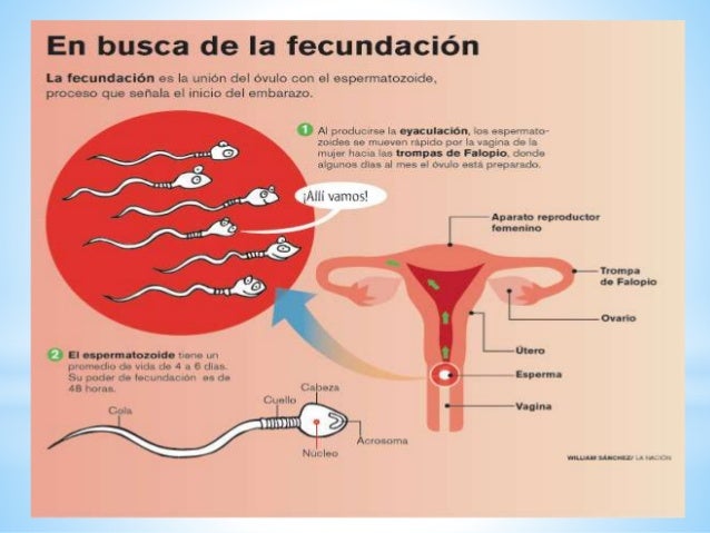 Cuanto Tarda En Unirse El Ovulo Y El Espermatozoide