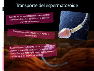 Transporte del espermatozoide
 