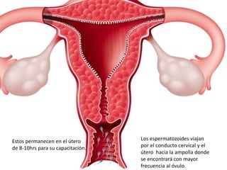 Los espermatozoides viajan
por el conducto cervical y el
útero hacia la ampolla donde
se encontrará con mayor
frecuencia al óvulo.
Estos permanecen en el útero
de 8-10hrs para su capacitación.
 