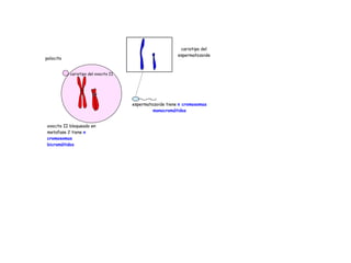 ovocito II bloqueado en
metafase 2 tiene n
cromosomas
bicromátidos
cariotipo del
espermatozoide
cariotipo del ovocito II
polocito
espermatozoide tiene n cromosomas
monocromátidos
 