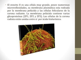• El ovocito II es una célula muy grande, posee numerosas
microvellosidades, su membrana plasmática esta rodeada
por la membrana pelúcida y las células foliculares de la
corona radiante. La membrana pelúcida contiene varias
glicoproteínas (ZP1, ZP2 y ZP3). Las células de la corona
radiata están unidas entre sí por ácido hialurónico.
 