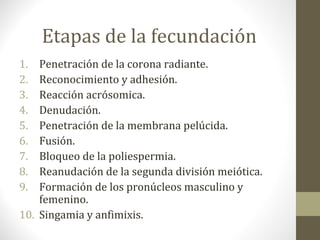 Etapas de la fecundación
1. Penetración de la corona radiante.
2. Reconocimiento y adhesión.
3. Reacción acrósomica.
4. Denudación.
5. Penetración de la membrana pelúcida.
6. Fusión.
7. Bloqueo de la poliespermia.
8. Reanudación de la segunda división meiótica.
9. Formación de los pronúcleos masculino y
femenino.
10. Singamia y anfimixis.
 
