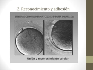 2. Reconocimiento y adhesión
 