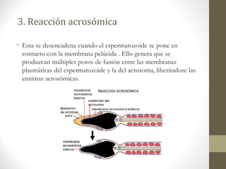3. Reacción acrosómica
• Esta se desencadena cuando el espermatozoide se pone en
contacto con la membrana pelúcida . Ello genera que se
produzcan múltiples poros de fusión entre las membranas
plasmáticas del espermatozoide y la del acrosoma, liberándose las
enzimas acrosómicas.
 