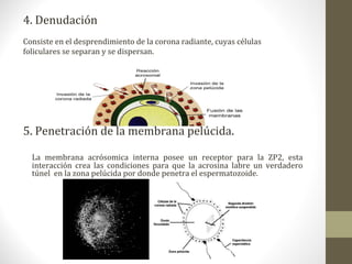 4. Denudación
Consiste en el desprendimiento de la corona radiante, cuyas células
foliculares se separan y se dispersan.
5. Penetración de la membrana pelúcida.
La membrana acrósomica interna posee un receptor para la ZP2, esta
interacción crea las condiciones para que la acrosina labre un verdadero
túnel en la zona pelúcida por donde penetra el espermatozoide.
 