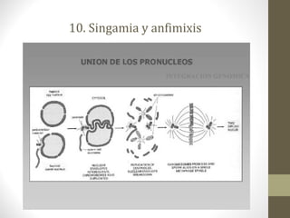 10. Singamia y anfimixis
 