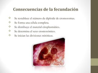 Consecuencias de la fecundación
 Se restablece el número de diploide de cromosomas.
 Se forma una célula completa.
 Se distribuye el material citoplasmático.
 Se determina el sexo cromosómico.
 Se inician las divisiones mitóticas.
 